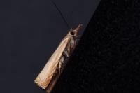 Chrysoteuchia culmella