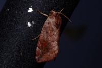 Cosmia pyralina