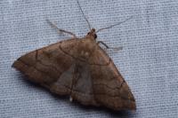 Herminia tarsicrinalis