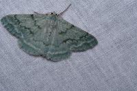 Pseudoterpna pruinata