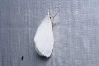 Sphrageidus similis
