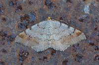 Macaria liturata