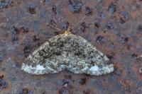 Parectropis similaria