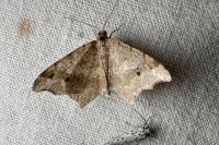 Macaria alternata