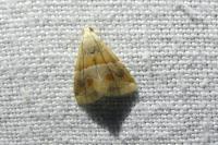 Eublemma parva