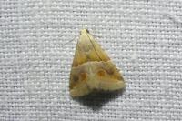 Eublemma parva