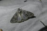 Acronicta aceris