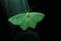 Hemithea aestivaria