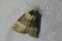 Ochropacha duplaris