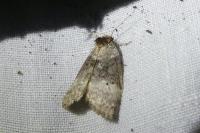 Ochropacha duplaris