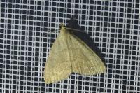 Pechipogo strigilata