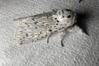 Cerura erminea