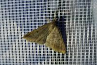 Zanclognatha lunalis