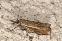 Crambus lathoniellus