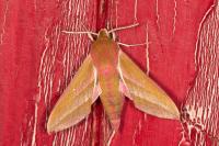 Deilephila elpenor
