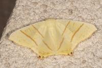 Ourapteryx sambucaria