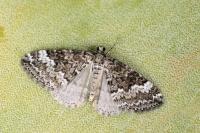 Perizoma hydrata