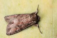 Polia bombycina