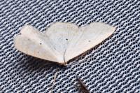 Scopula immutata