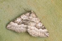 Scotopteryx vicinaria