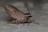 Hyles euphorbiae