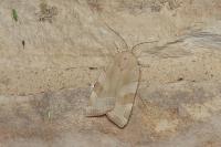 Noctua tirrenica
