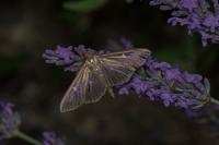 Cydalima perspectalis