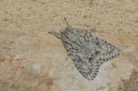 Acronicta aceris
