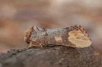 Phalera bucephaloides