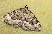 Colostygia olivata