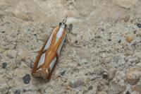 Catoptria permutatellus