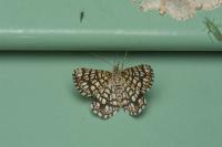 Chiasmia clathrata