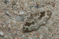 Epirrhoe alternata