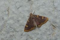 Hypsopygia costalis