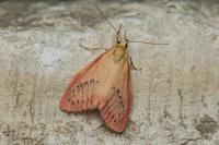 Miltochrista miniata