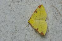 Opisthograptis luteolata