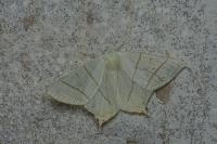 Ourapteryx sambucaria