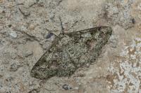 Cleorodes lichenaria