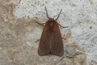 Phragmatobia fuliginosa