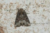 Oligia strigilis/versicolor