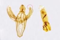 Dioryctria abietella