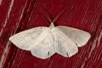 Cabera exanthemata