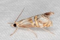 Euchromius anapiellus