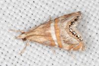 Euchromius anapiellus