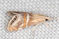 Euchromius anapiellus