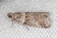 Acrobasis consociella
