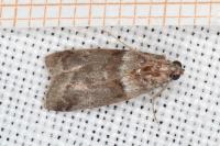 Acrobasis consociella