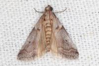 Acrobasis glaucella/fallouella