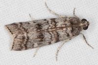 Dioryctria mendacella