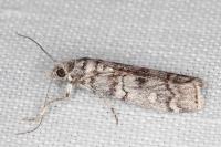 Dioryctria mendacella